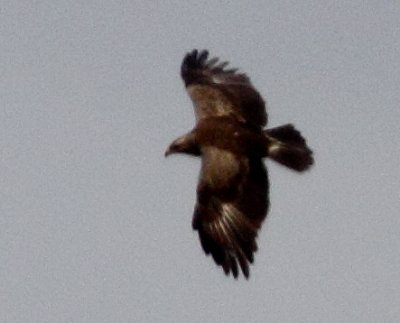 Lesser Spotted Eagle (Aguila pomarina), Mindre skrikörn, Djuramåsa 2009