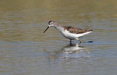 Marsh Sandpiper (Tringa stagnatilis), Dammsnppa, Rnnen 2009