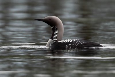 Black-Throated Diver (Gavia arctica), Storlom