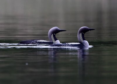 Black-Throated Diver (Gavia arctica), Storlom