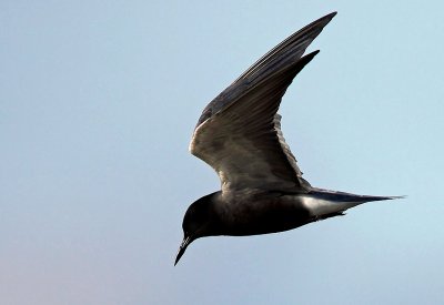 Black Tern (Chlidonias niger),Svarttrna
