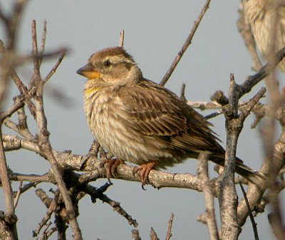 Rock Sparrow (Stensparv)