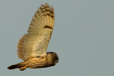 Long-eared Owl (Asio otus), Hornuggla