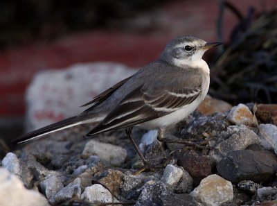 Citrine Wagtail (Motacilla citreola), Citronrla