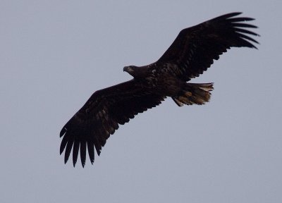 White-tailed Eagle (Haliaetus albicilla), Havsrn