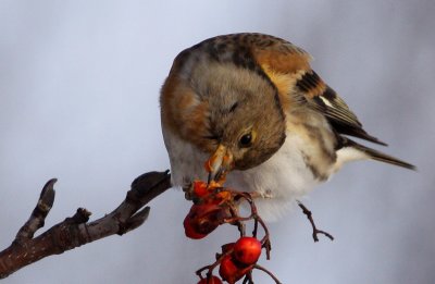 Brambling (Fringilla montifringilla), Bergfink