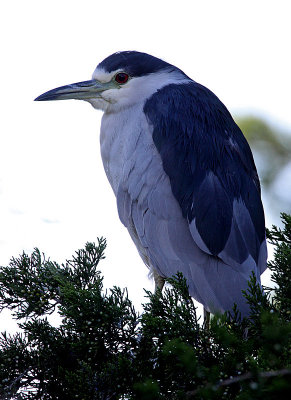 Black-crowned Night-Heron (Nycticorax nycticorax)