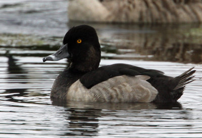 Ring-necked Duck (Anthya collaris), Ringand