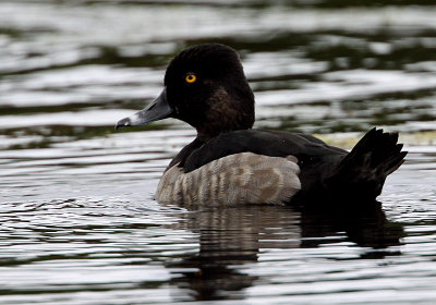 Ring-necked Duck (Anthya collaris), Ringand