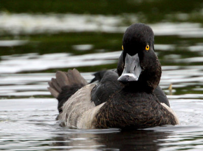 Swans, Geese, Ducks