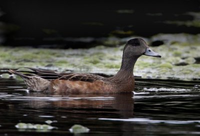 American Wigeon (Anas americana), Amerikansk blsand