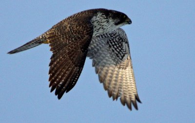 Gyr Falcon (Jaktfalk)