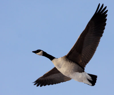 Canada Goose (Kanadags)
