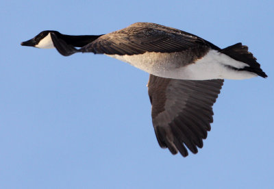 Canada Goose (Branta canadensis), Kandags