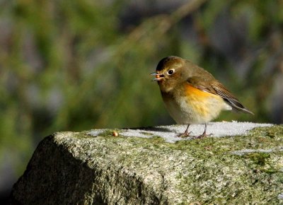 Red-flanked Bluetail (Tarsiger cyanurus), Blåstjärt