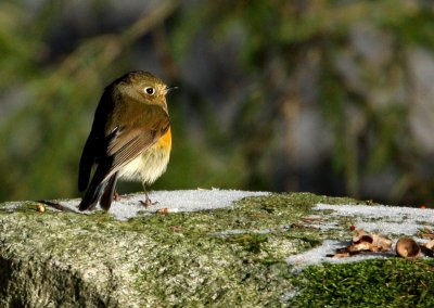 Red-flanked Bluetail (Tarsiger cyanurus), Blåstjärt
