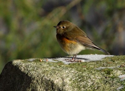Red-flanked Bluetail (Tarsiger cyanurus), Blåstjärt