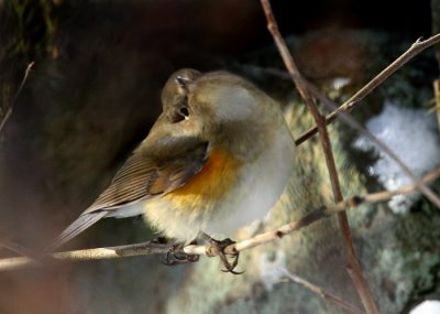 Red-flanked Bluetail (Tarsiger cyanurus), Blåstjärt