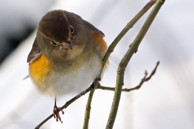 Red-flanked Bluetail (Tarsiger cyanurus), Blåstjärt