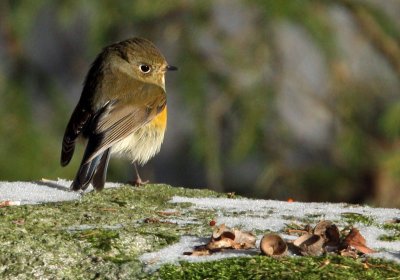 Red-flanked Bluetail (Tarsiger cyanurus), Blåstjärt