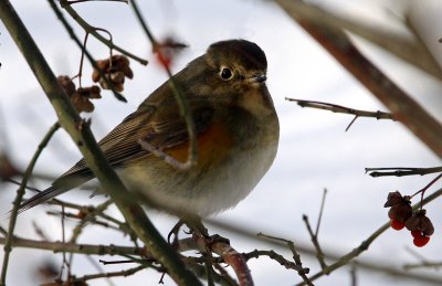 Red-flanked Bluetail (Tarsiger cyanurus), Blåstjärt