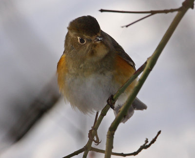 Red-flanked Bluetail (Tarsiger cyanurus), Blåstjärt