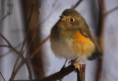 Red-flanked Bluetail (Tarsiger cyanurus), Blåstjärt
