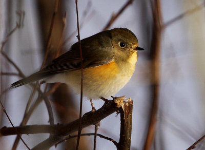 Red-flanked Bluetail (Tarsiger cyanurus), Blåstjärt