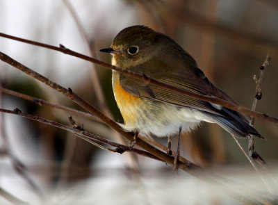 Red-flanked Bluetail (Tarsiger cyanurus), Blåstjärt
