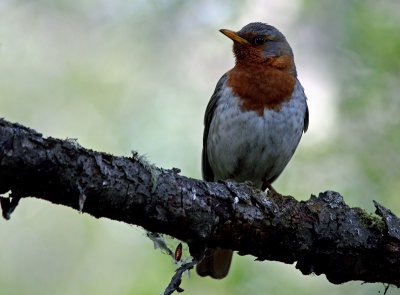 Red Throated Trush (Turdus ruficollis), Rdhalsad trast