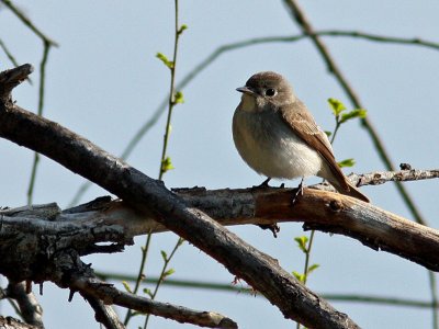 Asian Brown Flycatcher (Glasgonflugsnappare)