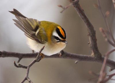 Firecrest (Regulus ignicapillus), Brandkronad kungsfgel