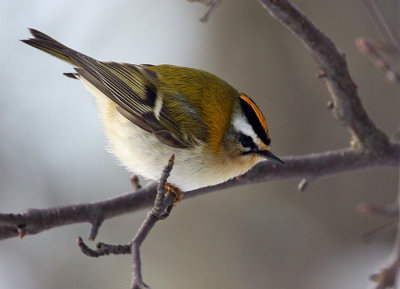 Firecrest (Regulus ignicapillus), Brandkronad kungsfgel