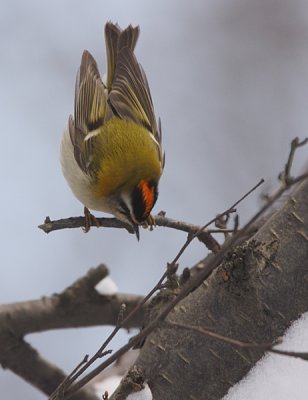 Firecrest (Regulus ignicapillus), Brandkronad kungsfgel