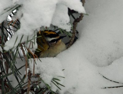 Firecrest (Regulus ignicapillus), Brandkronad kungsfgel