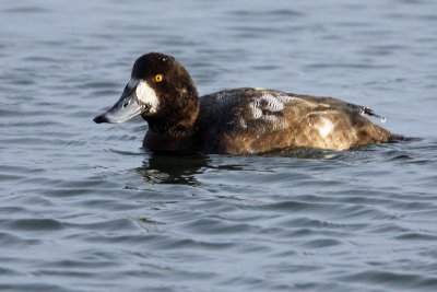 Greater Scaup (Bergand)