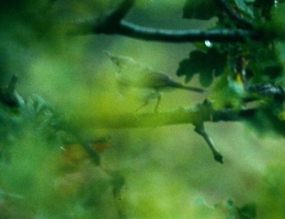 Olivaceous Warbler (Hippolais pallida), Eksångare, Ottenby 1993