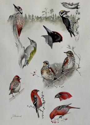 Illustrations for Where to Watch Birds in Scandinavia
