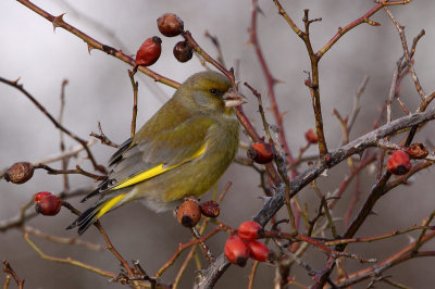 Greenfinch (Carduelis chloris), Grnfink