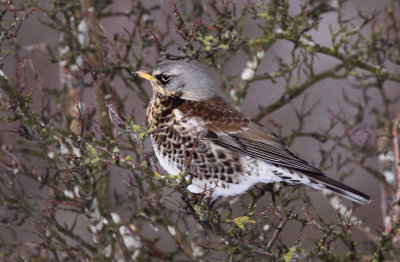 Fieldfare (Turdus pilaris), Björktrast