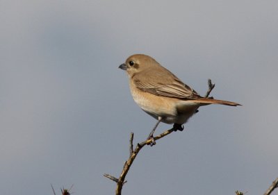 Isabelline Shrike (Lanius isabellinus); Isabellatrnskata