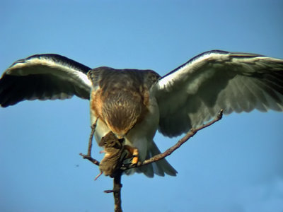 Black-winged Kite (Svartvingad glada)