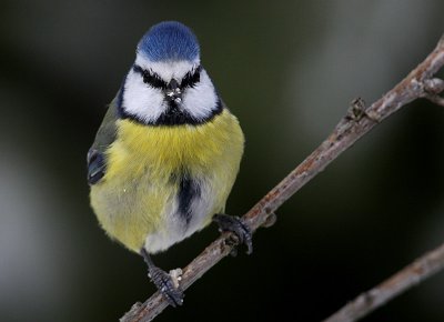 Blue Tit (Parus caeruleus), Blmes