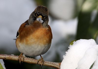 Bramling (Fringilla montifringilla), Bergfink