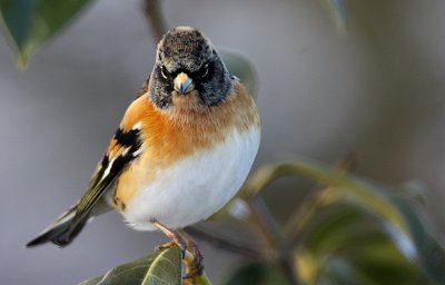 Bramling (Fringilla montifringilla), Bergfink