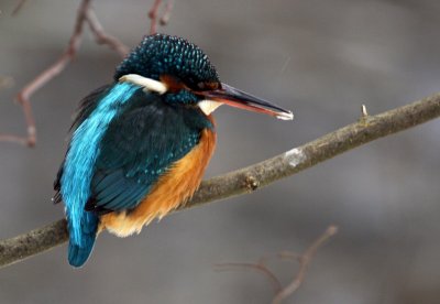 Common Kingfisher (Alcedo atthis), Kungsfiskare