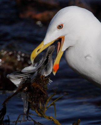 Great Black-backed Gull (Laurus marinus), Havstrut