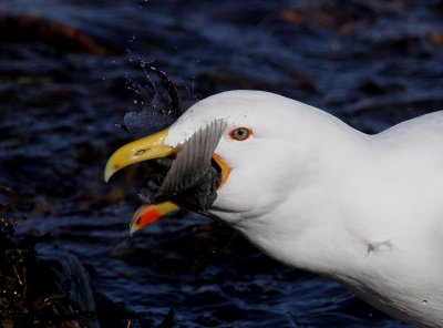 Great Black-backed Gull (Laurus marinus), Havstrut