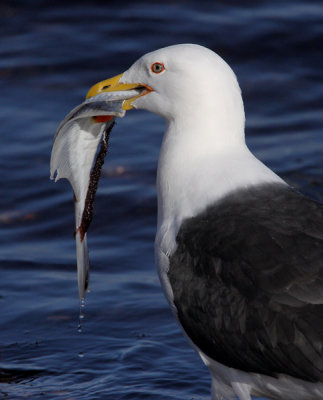 Great Black-backed Gull (Laurus marinus), Havstrut