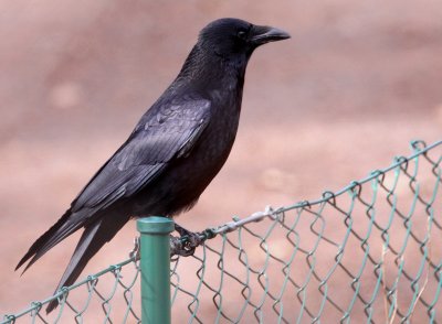 Carrion Crow (Corvus corone), Svartkrka